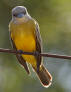Couch�s kingbird, tyranuus couchii, songbird resident at Hacienda Chichen Resort