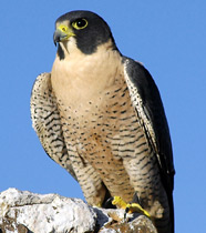 Perigrine Falcon at Hacienda Chichen, Chichen Itza, Yucatan, Mexico