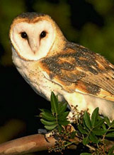 Tyto alba: Barn owl (English) -  lechuza com�n (Spanish) - Xoch' (Maya) observed at night at Hacienda Chichen Bird Refuge, Yucatan birding