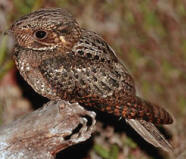  Chuck-will�s-widow, one of the hawks you can observe at Hacienda Chichen bird refuge in Yucatan