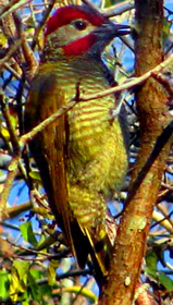 Golden-olive woodpecker at Hacienda Chichen private Bird Refuge and Gardens, Chichen Itza, Yucatan, Mexico