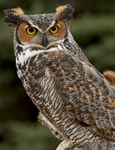 Great Horned Owl (English) - b�ho real o b�ho americano  (Spanish) - Nohoch Xoch' (Maya) - bubo virginianus
