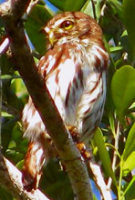 Glaucidium brasilianum: F. Pygmy Owl (English)  Buho Viejita o Mochuelo Cabur�  (Spanish) or X'nuk (Maya) - found in Hacienda Chichen Bird Refuge, Yucatan