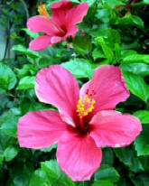 Hibiscus and other tropical flowers feed humming birds at the Hacienda Chichen