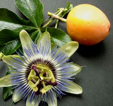Maracuya flower and fruit, enjoy a fresh organically grown smoothie after a day visit to Chichen Itza.