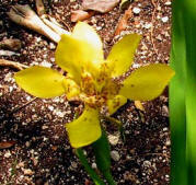 This lovely iris yellow flower blooms in spring each year, attracting many hummingbirds.